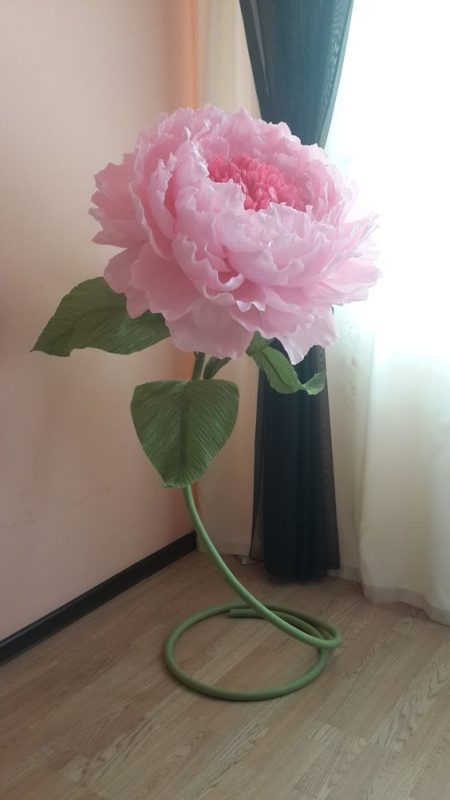 Hoa mẫu đơn khổng lồ màu hồng